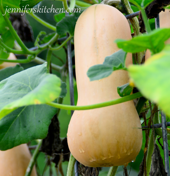 Butternut-Squash-on-trellis | JennifersKitchen