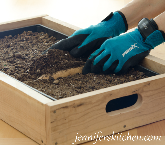 Planting a sweet potato