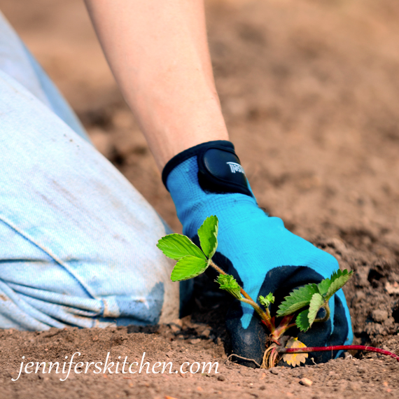 Planting Strawberries