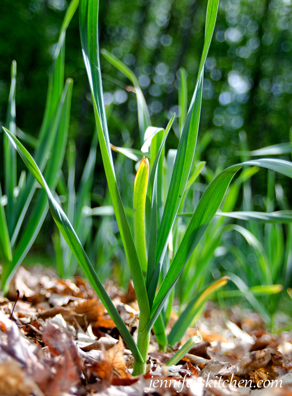 Growing Baby Garlic