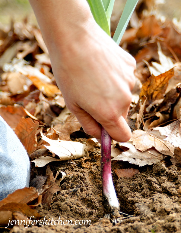 Growing Baby Garlic in the Garden