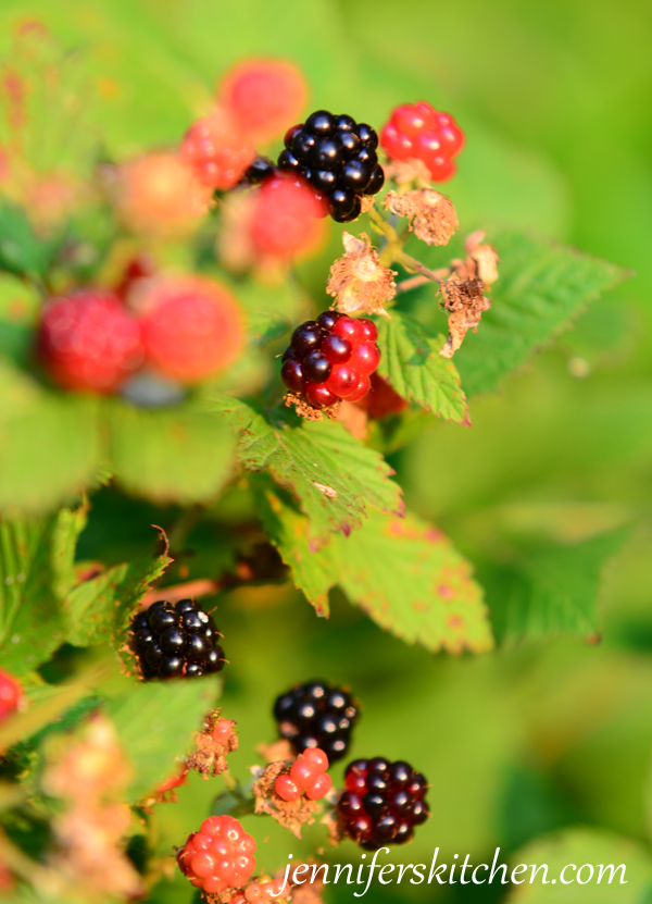 Blackberries-picking