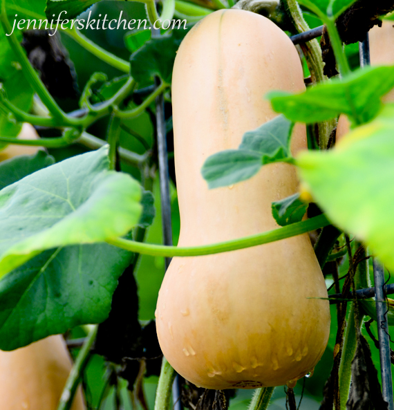 Can you eat squash and pumpkin leaves?