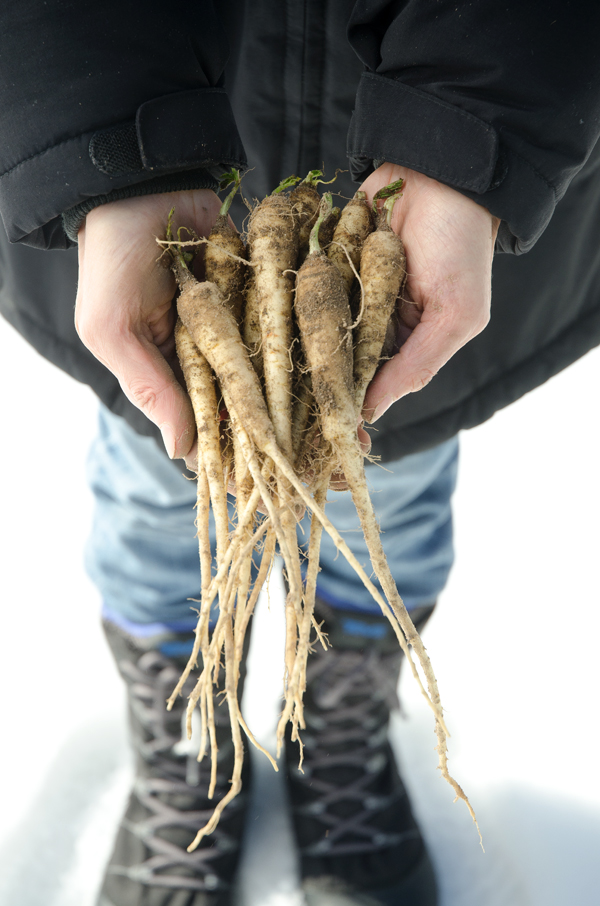 Growing parsnips in the winter