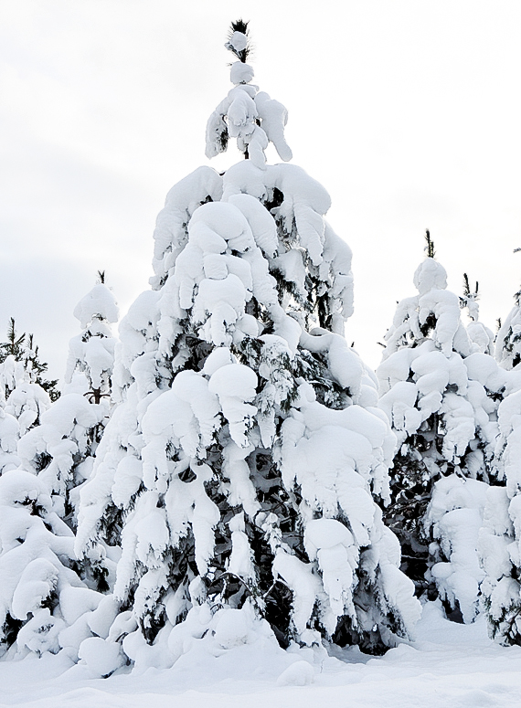 Snow-on-Trees