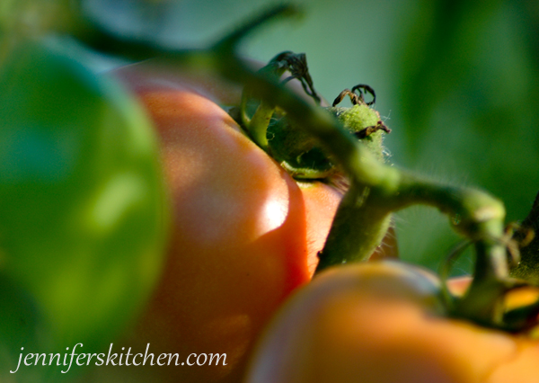 Tomatoes-SFW