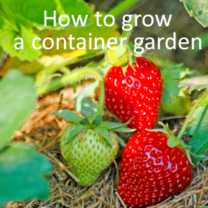 Small Space Gardening – How to Grow a Garden in Containers