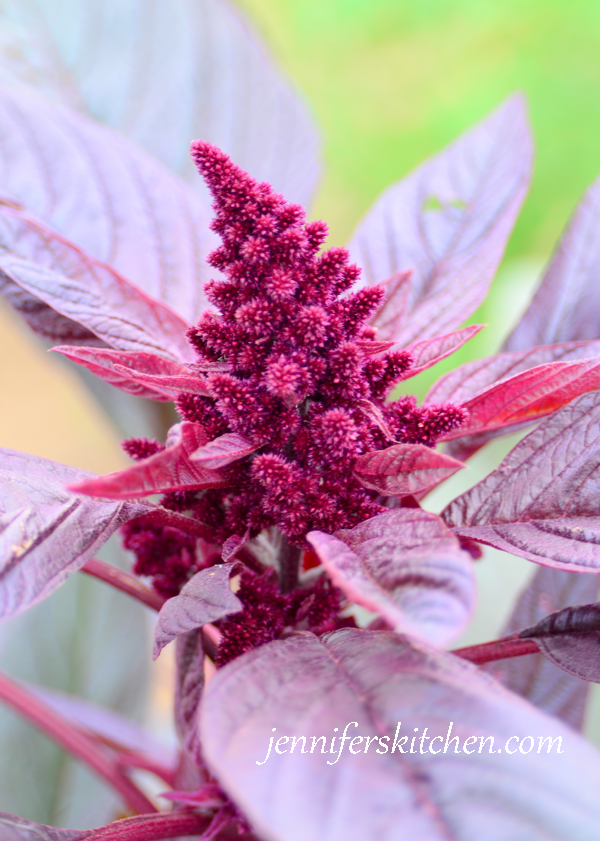 garden-amaranth-600