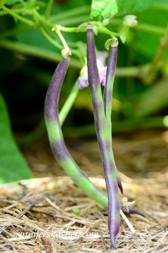 green-beans