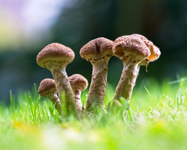 Why I Don't Eat Mushrooms - JennifersKitchen