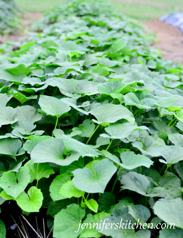 sweet-potato-plants-600